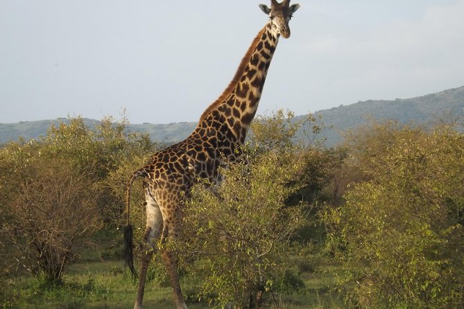 Thrilling 6 Days Amboseli-Lake Nakuru-Maasai Mara Budget Safari - Day 5: The long Maasai Mara game drive