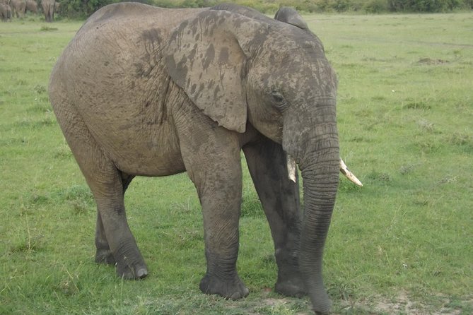 Thrilling 6 Days Amboseli-Lake Nakuru-Maasai Mara Budget Safari - Day 6: Returning to Nairobi with lunch at Carnivore