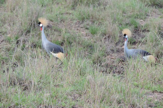 Thrilling 6 Days Amboseli-Lake Nakuru-Maasai Mara Budget Safari - Accommodation, food, and comfort