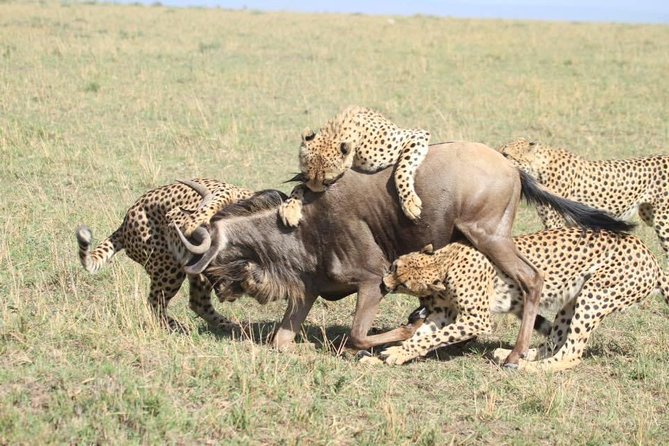 Thrilling 6 Days Amboseli-Lake Nakuru-Maasai Mara Budget Safari - Day 1: Nairobi to Amboseli and the first afternoon drive