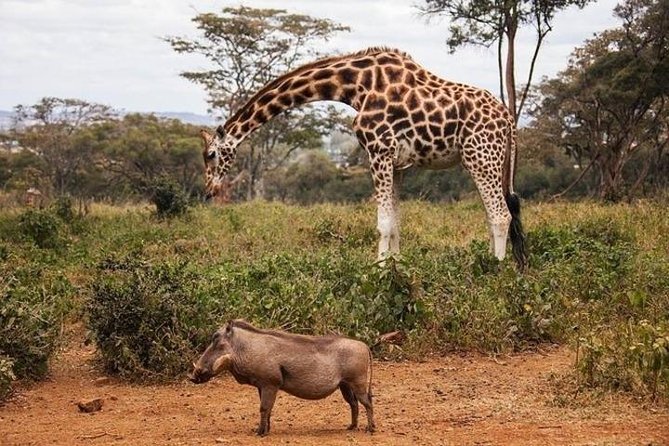Tour: Giraffe Center and Nairobi National Park - The Giraffe Centre: a close start to the day