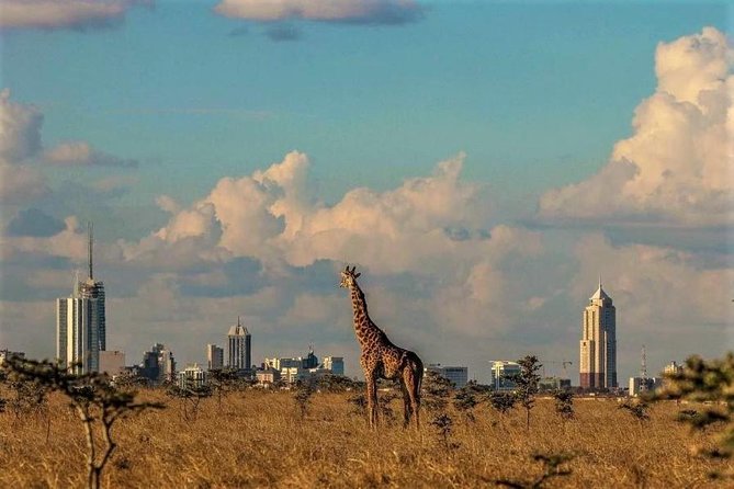 Tour: Giraffe Center and Nairobi National Park - Timing can change the quality of the safari
