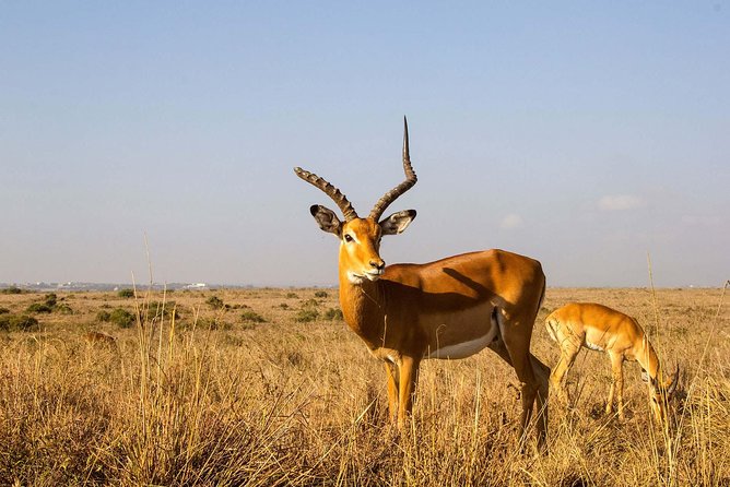 Tour: Giraffe Center and Nairobi National Park - What may be added, and what is actually included