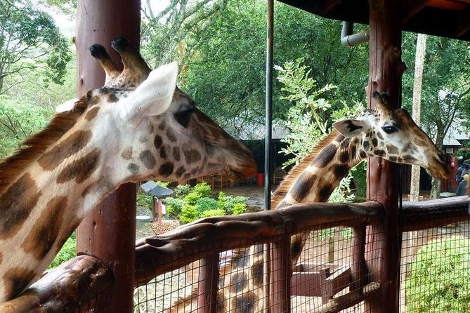 Tour Giraffe Center,Karen blixen and lunch carnivore restaurant - Is $183.57 per person a fair price?