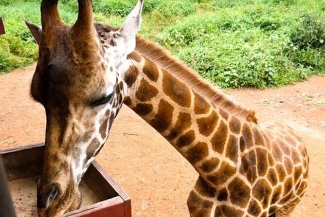 Tour Giraffe Center,Karen blixen and lunch carnivore restaurant - The elephant orphanage question you should settle first