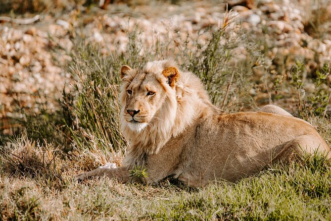 Tour Safari; Nairobi National Park - Key points at a glance