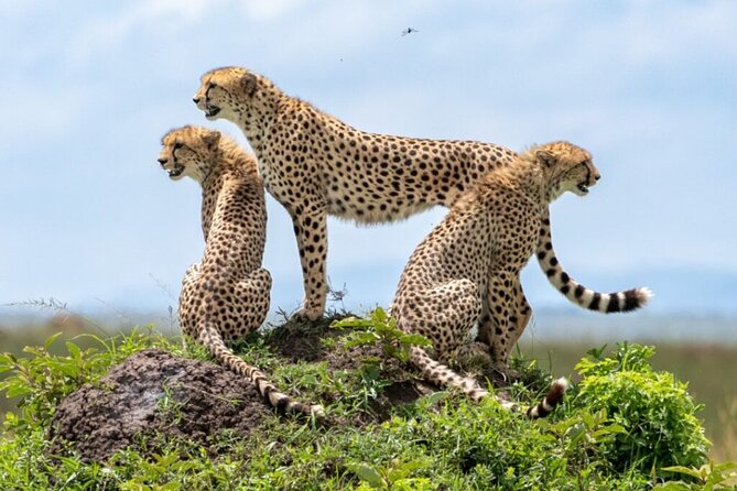 Tour Safari; Nairobi National Park - What the five-hour game drive feels like