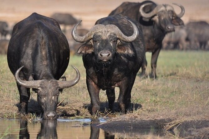 Tour Safari; Nairobi National Park - The optional bead factory visit