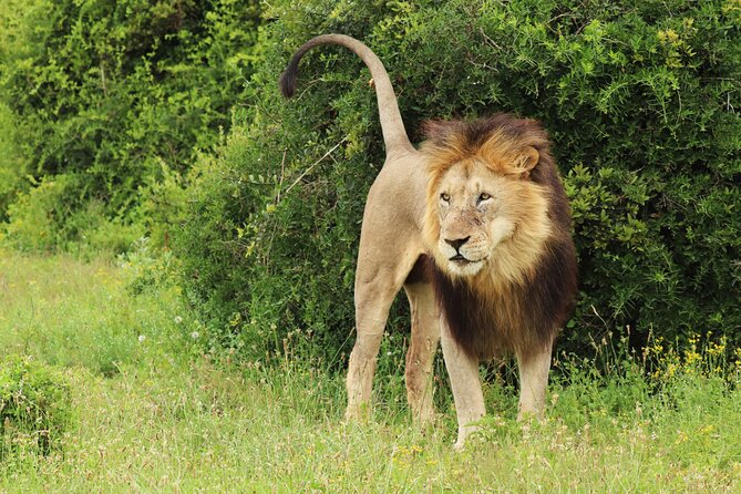 Tour Safari; Nairobi National Park - My booking advice