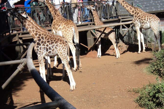 Tour to Giraffe Center from Nairobi - Why the Giraffe Centre makes a good Nairobi outing