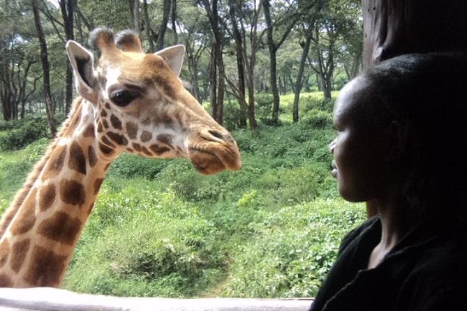 Tour to Giraffe Center from Nairobi - Hand-feeding the Rothschild giraffes