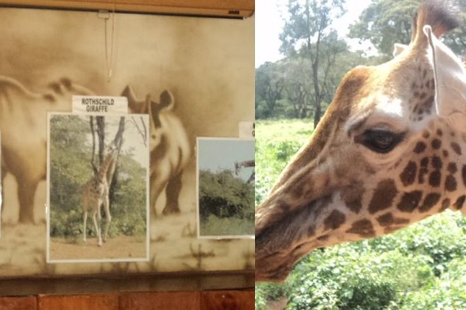 Tour to Giraffe Center from Nairobi - Two hours at the centre: how the visit feels