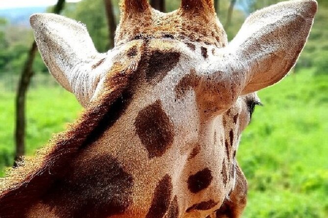 Tour to Giraffe Center from Nairobi - The Gogo River trail and semi-wild habitat