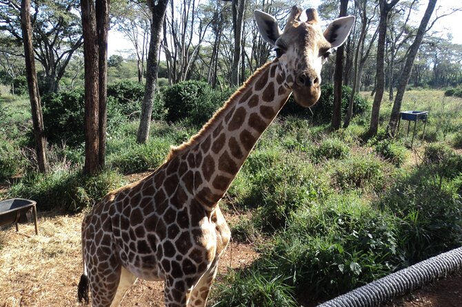 Tour to Giraffe Center from Nairobi - Guide quality can make or break the outing