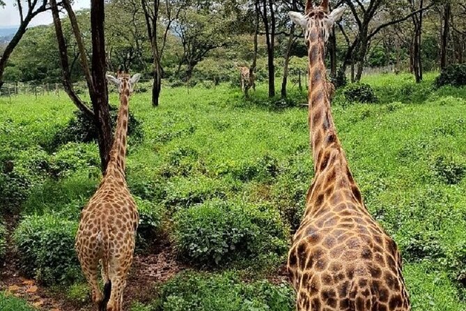 Tour to Giraffe Center from Nairobi - Who should book this Giraffe Centre tour?