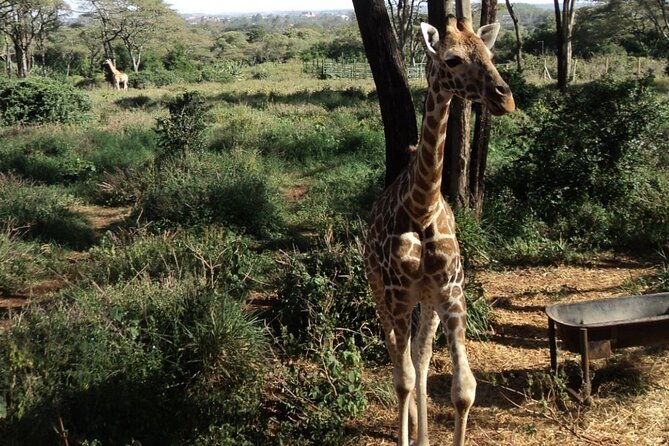 Tour to Giraffe Center from Nairobi - Pickup in Nairobi and the importance of timing
