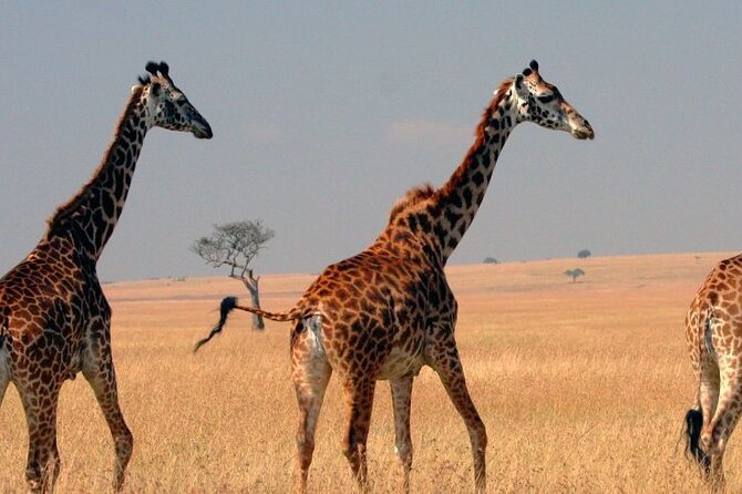 Tour to Hells Gate National park & L Naivasha boat ride - Leaving Nairobi for the Great Rift Valley