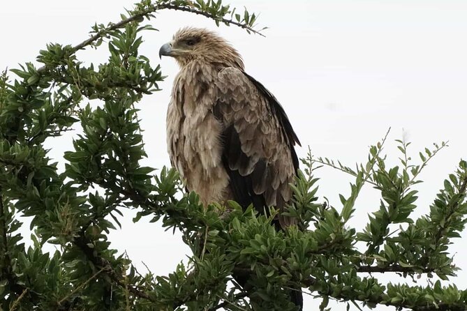 Tour to Hells Gate National park & L Naivasha boat ride - Lunch near Lake Naivasha, at your own expense