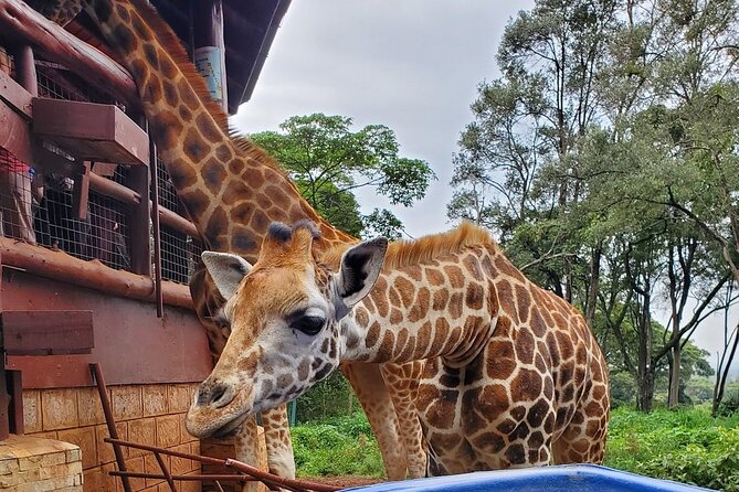 Tour to the Nairobi Giraffe Centre & Optional Elephant Orphanage - Adding the Sheldrick Wildlife Trust elephant visit