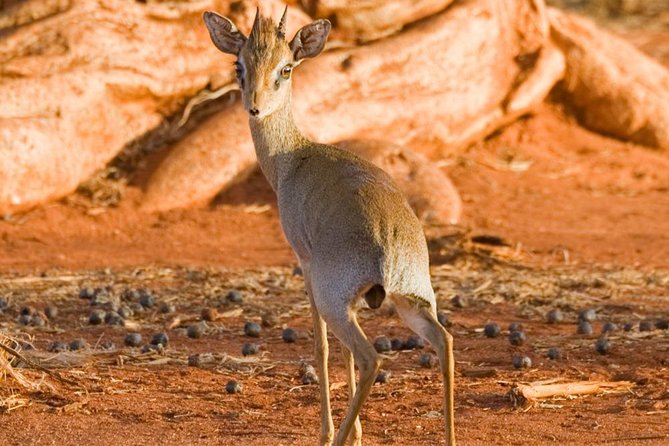 Tsavo East 1 Day Safari, Beach To Beach In 4wd Jeep - Is the $312 price good value?