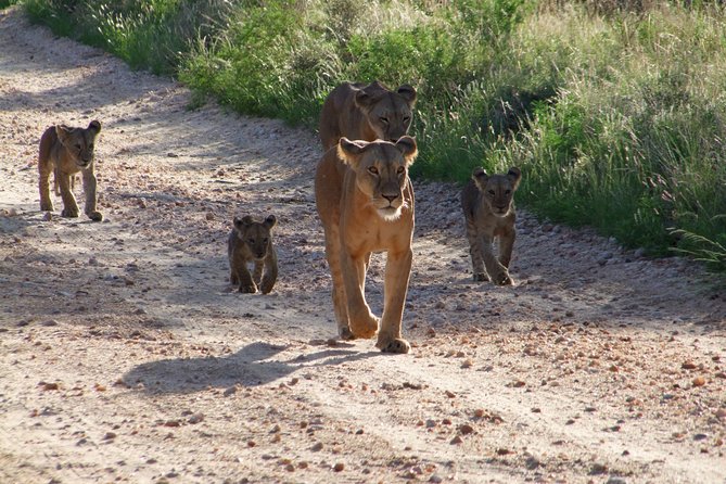Tsavo East Amboseli and Tsavo West Safari 4 Days starting Malindi - Day 1: Malindi to Tsavo East and Ngutuni Safari Lodge