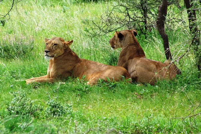 Tsavo East Amboseli and Tsavo West Safari 4 Days starting Malindi - Wildlife: strong variety, no guaranteed Big Five