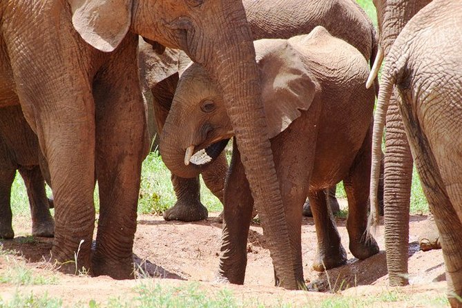 Tsavo East Amboseli and Tsavo West Safari 4 Days starting Malindi - Lodges, meals, and what the price includes