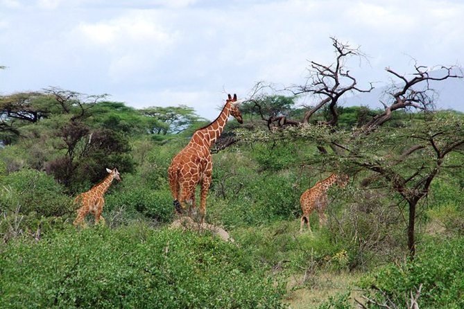 Tsavo East Amboseli and Tsavo West Safari 4 Days starting Malindi - Day 3: From Amboseli to Tsavo West and Mzima Springs