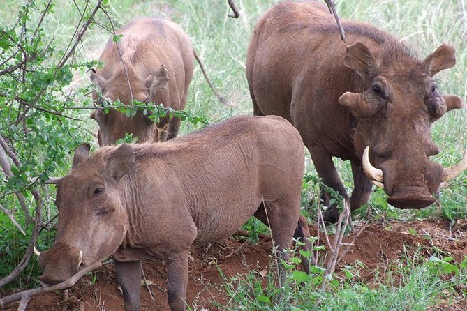 Tsavo East and Ngutuni Sanctuary Safari 3 days from Mombasa - Why this Mombasa safari works for first-time visitors