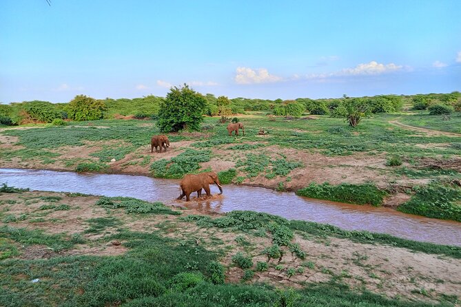 Tsavo East and Ngutuni Sanctuary Safari 3 days from Mombasa - Game drives around the Ngutuni water hole