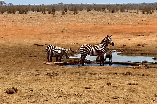 Tsavo East and Ngutuni Sanctuary Safari 3 days from Mombasa - Ngutuni Lodge and its unusual water-hole view