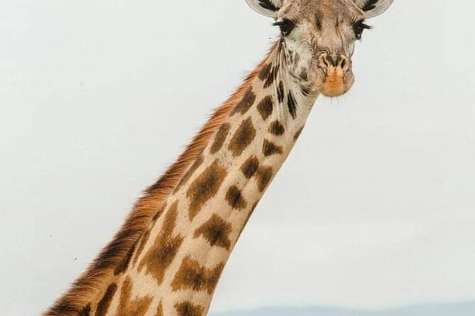Tsavo East and Ngutuni Sanctuary Safari 3 days from Mombasa - What $1,370 per person really buys