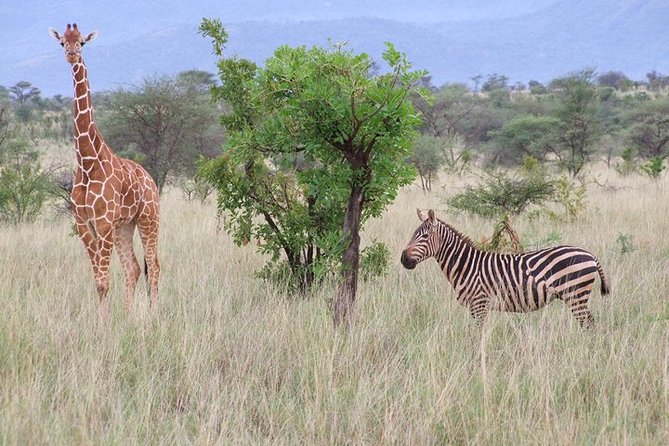 Tsavo East and Ngutuni Sanctuary Safari 3 days from Mombasa - The 6:00 a.m. road to Ngutuni Wildlife Conservancy