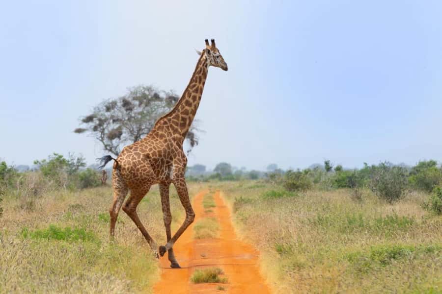 Tsavo East and Tsavo West Sanctuary Safari - Key points to know before booking