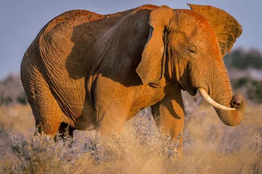 Tsavo East and Tsavo West Sanctuary Safari - What the $857 price really covers