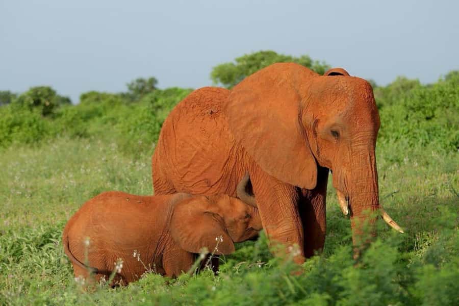 Tsavo East and Tsavo West Sanctuary Safari - Why this three-day route works