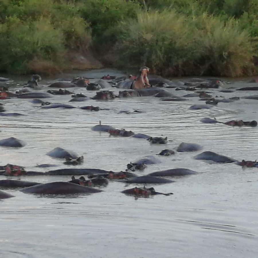 Tsavo East and Tsavo West Sanctuary Safari - Tsavo East and its red elephants