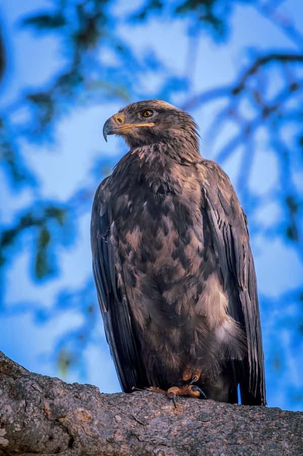 Tsavo East and Tsavo West Sanctuary Safari - The early Ngutuni drive from 06:30 to 08:30