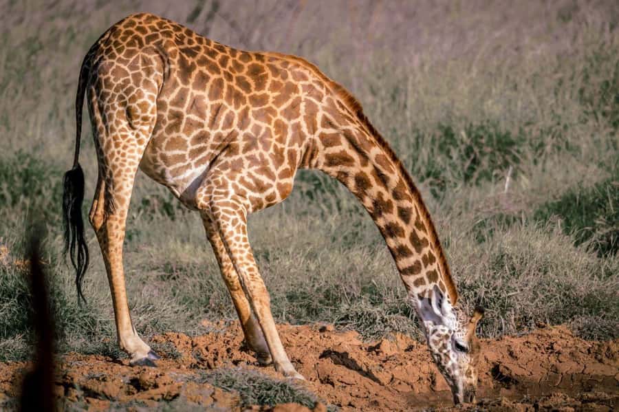 Tsavo East and Tsavo West Sanctuary Safari - Ziwani Dam on foot