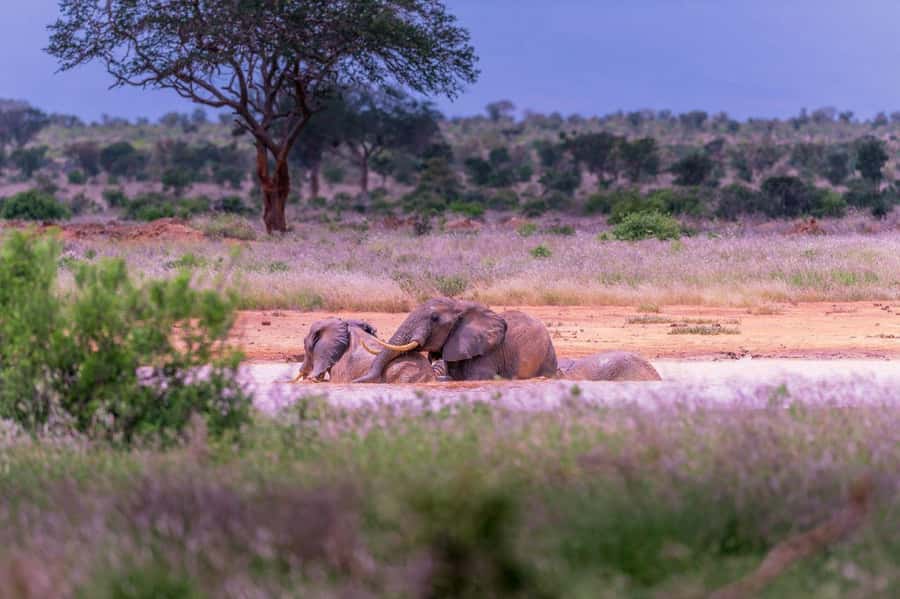 Tsavo East and Tsavo West Sanctuary Safari - The final 06:30 game drive
