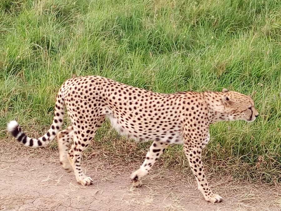 Tsavo East National Park: 2-Day Tour from Mombasa - Key points to know before booking