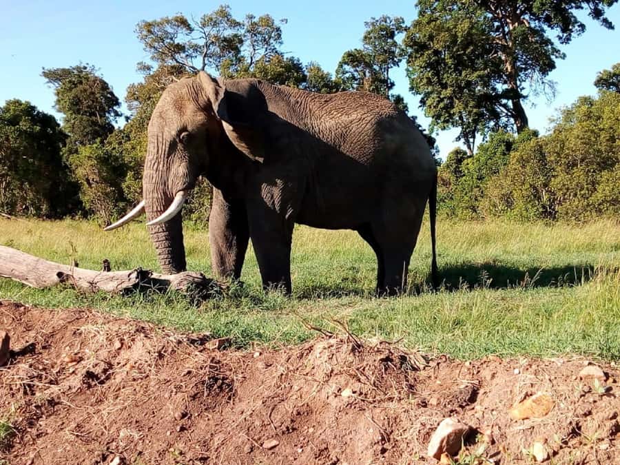 Tsavo East National Park: 2-Day Tour from Mombasa - What the guide adds to each game drive