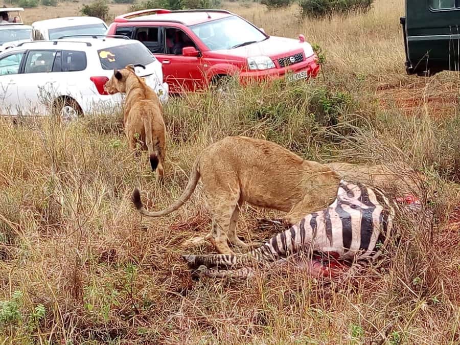 Tsavo East National Park: 2-Day Tour from Mombasa - Who should book this Tsavo East experience?