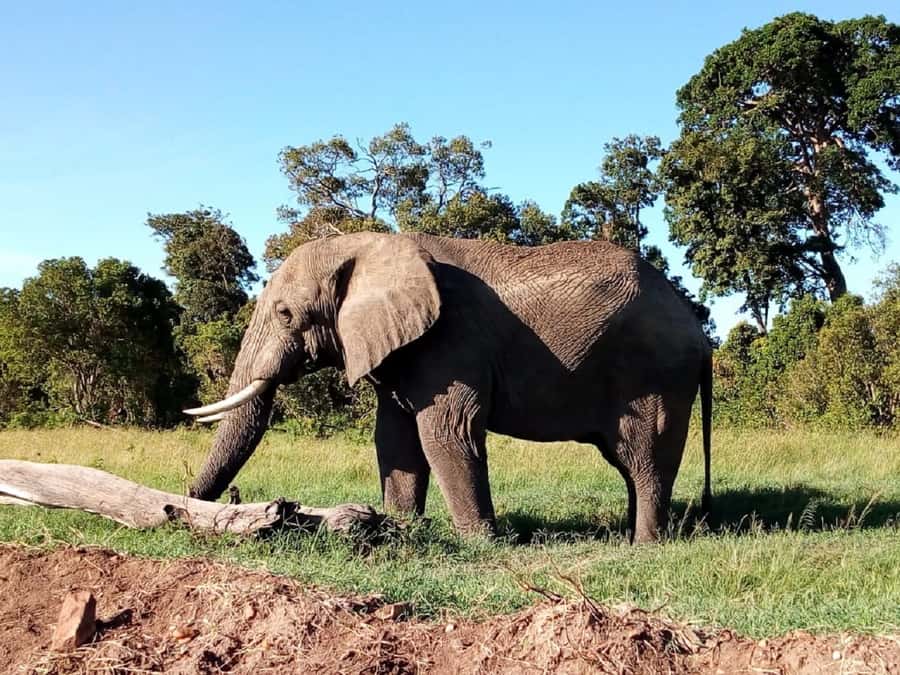 Tsavo East National Park: 2-Day Tour from Mombasa - Booking advice for a smoother safari