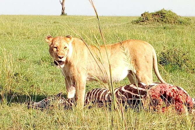 Tsavo East & west, Amboseli 5days from Mombasa - Day 4: A full Amboseli game-drive day