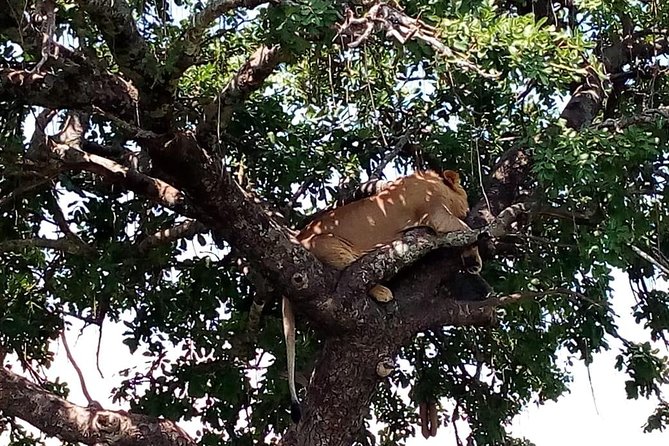Tsavo East & west, Amboseli 5days from Mombasa - Day 5: Nairobi, the train option, and an unclear finish