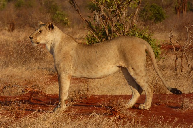 Tsavo National Park Small group Day trip - Game drives and the search for free-ranging wildlife