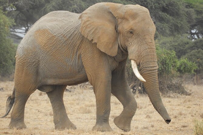 Two Nights (Mid-Range) Amboseli safari - The Maasai Mara afternoon drive