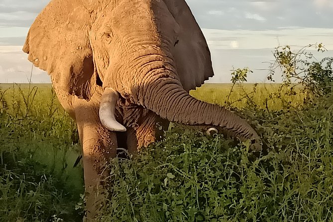 Vegans special safari - Rhinos and birdlife at Lake Nakuru