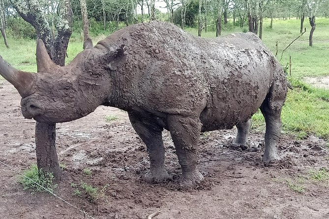 Vegans special safari - Tsavo East and the final flight